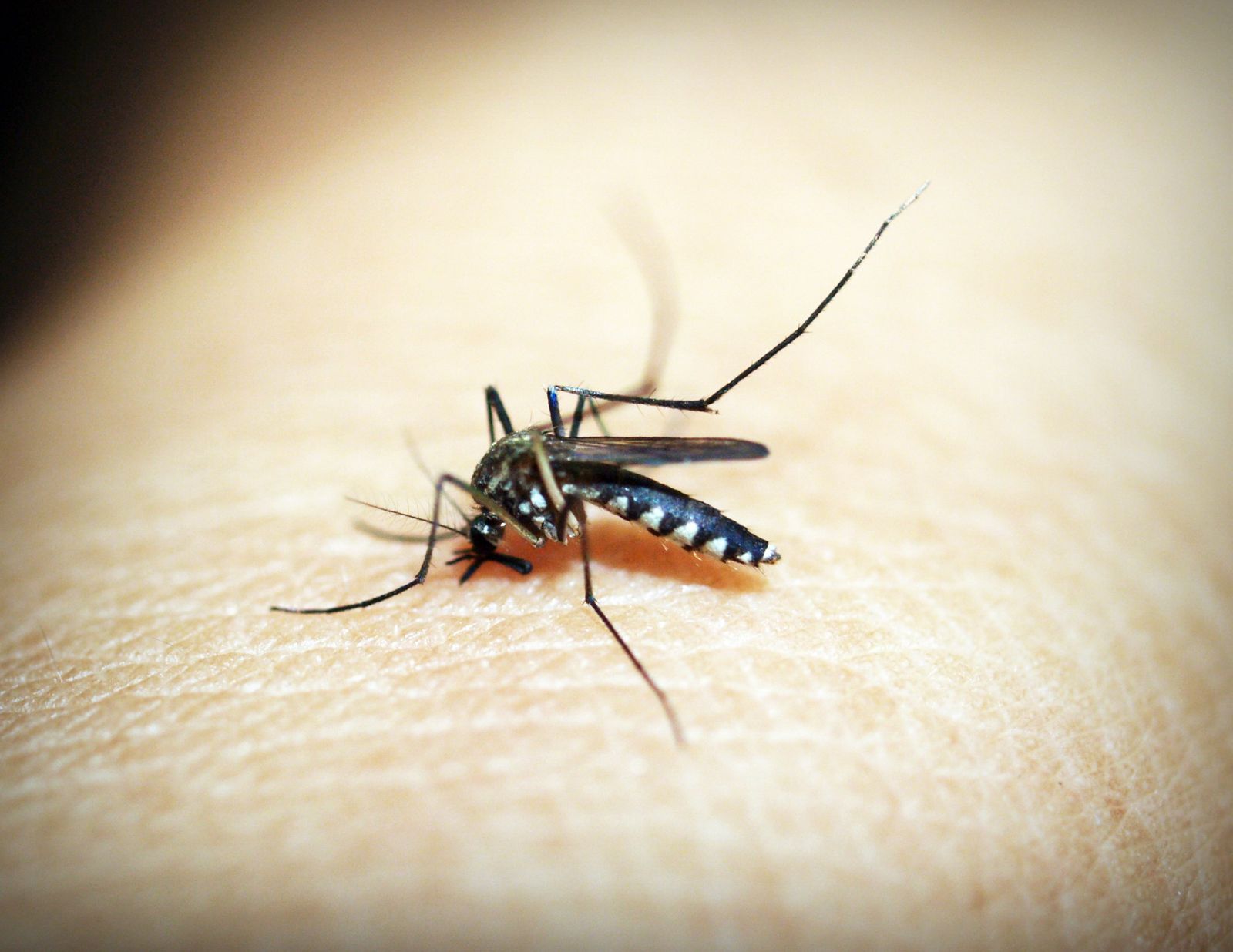 Mosquito Defence